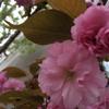 札幌はまだ八重桜の盛りです